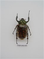 藏品(長臂金龜)的圖片